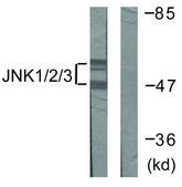 Anti-JNK1 antibody produced in rabbit affinity isolated antibody