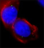 Anti-γ-Tubulin (DQ-19) antibody produced in rabbit IgG fraction of antiserum, buffered aqueous solution