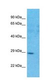Anti-FHL1 antibody produced in rabbit IgG fraction of antiserum
