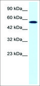 Anti-CHEK1 antibody produced in rabbit affinity isolated antibody