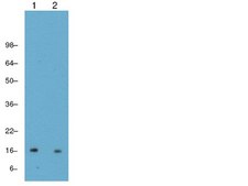 ChIPAb+ Trimethyl-Histone H3 (Lys4) - ChIP Validated Antibody and Primer Set clone CMA304, from mouse, purified by using protein G