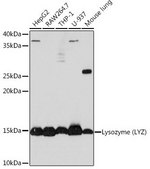 Anti-Lysozyme (LYZ) antibody produced in rabbit