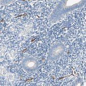 Anti-PDPN antibody produced in rabbit Prestige Antibodies® Powered by Atlas Antibodies, affinity isolated antibody, buffered aqueous glycerol solution