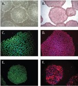 PluriSTEM® Human ES/iPS Cell Medium Defined small molecule based serum-free medium that enables feeder-free culture of human ES/iPS cells and allows for media exchanges every other day without compromising the morphology or long term functionality of human pluripotent stem cells.