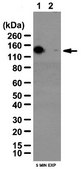 Anti-phospho-NR1 (Ser896) Antibody from rabbit, purified by affinity chromatography