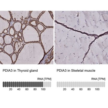 Monoclonal Anti-PDIA3 antibody produced in mouse Prestige Antibodies® Powered by Atlas Antibodies, clone CL2444, purified immunoglobulin, buffered aqueous glycerol solution