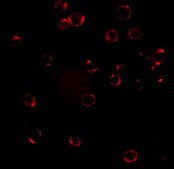 Anti-CXCR4 antibody produced in rabbit affinity isolated antibody