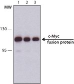 单克隆抗-c-Myc 小鼠抗 clone 9E10, ascites fluid