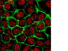 抗磷酸化-Akt（Ser473）抗体，克隆6F5 clone 6F5, from mouse