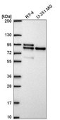 Anti-MARK2 antibody produced in rabbit Prestige Antibodies® Powered by Atlas Antibodies, affinity isolated antibody