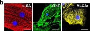 Anti-α-Actinin (Sarcomeric) antibody, Mouse monoclonal clone EA-53, purified from hybridoma cell culture