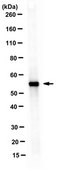 Anti-Nampt, clone 14A.5 Antibody clone 14A5, from rat