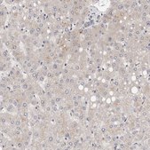 Anti-DOPEY1 antibody produced in rabbit Prestige Antibodies® Powered by Atlas Antibodies, affinity isolated antibody, buffered aqueous glycerol solution, ab2