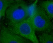 抗硝基酪氨酸 兔抗 affinity isolated antibody, buffered aqueous solution