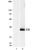 Anti-phospho-MAP Kinase1/2 Antibody clone 12D4, Upstate®, from mouse