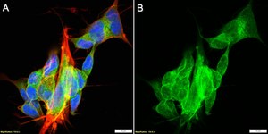 Anti-Homer 1 Antibody, clone 1F5 ZooMAb® Rabbit Monoclonal recombinant, expressed in HEK 293 cells