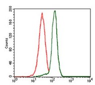 Anti-PPM1A, clone 7F12 Antibody clone 7F12, from mouse