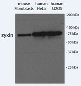 Anti-Zyxin serum, from rabbit