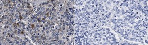 Anti-Stat3 Antibody, clone 2D2 ZooMAb® Rabbit Monoclonal recombinant, expressed in HEK 293 cells