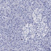 Anti-CACNG3 antibody produced in rabbit Prestige Antibodies® Powered by Atlas Antibodies, affinity isolated antibody, buffered aqueous glycerol solution