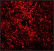 Anti-GATA3 antibody produced in rabbit affinity isolated antibody, buffered aqueous solution