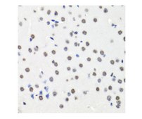 Anti-Histone H2AX antibody produced in rabbit