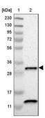 Anti-CA5B antibody produced in rabbit Prestige Antibodies® Powered by Atlas Antibodies, affinity isolated antibody, buffered aqueous glycerol solution