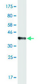 Monoclonal Anti-RHOT1 antibody produced in mouse clone 1A12, purified immunoglobulin, buffered aqueous solution