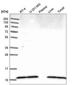 Anti-DYNLL1 antibody produced in rabbit Prestige Antibodies® Powered by Atlas Antibodies, affinity isolated antibody