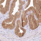 Anti-RNPEP antibody produced in rabbit Prestige Antibodies® Powered by Atlas Antibodies, affinity isolated antibody