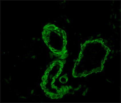 Anti-Mouse IgG (Fc specific)–FITC antibody produced in goat affinity isolated antibody, buffered aqueous solution