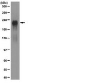 Anti-Laminin-1 A&amp;B chains Antibody, cross region, clone AL-2 clone AL-2, Chemicon®, from rat