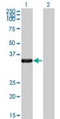 Monoclonal Anti-HAX1 antibody produced in mouse clone 1D2, purified immunoglobulin, buffered aqueous solution