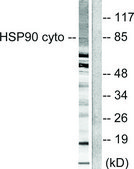 Anti-HSP90A antibody produced in rabbit affinity isolated antibody