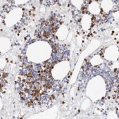 Anti-CAMP antibody produced in rabbit Prestige Antibodies® Powered by Atlas Antibodies, affinity isolated antibody, buffered aqueous glycerol solution