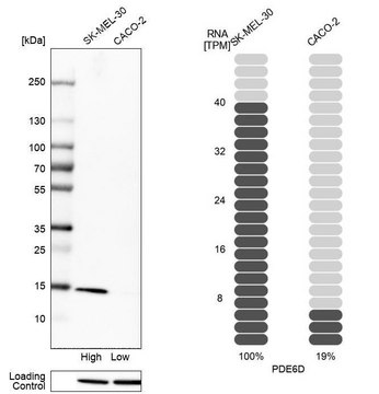 Anti-PDE6D antibody produced in rabbit Prestige Antibodies® Powered by Atlas Antibodies, affinity isolated antibody, buffered aqueous glycerol solution