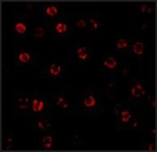 Anti-Caspase-1 (ab2) antibody produced in rabbit affinity isolated antibody, buffered aqueous solution