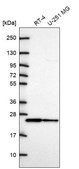 Anti-CDC42 antibody produced in rabbit Prestige Antibodies® Powered by Atlas Antibodies, affinity isolated antibody