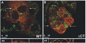 Anti-MMP-14 Antibody serum, Chemicon®