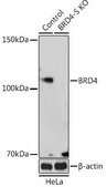 Anti- BRD4 antibody produced in rabbit