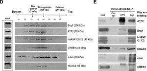 Anti-HDAC2 Antibody, clone 3F3 clone 3F3, Upstate®, from mouse