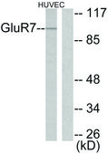 Anti-MGLUR7 antibody produced in rabbit affinity isolated antibody