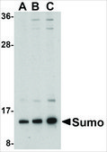 Anti-Sumo antibody produced in rabbit affinity isolated antibody, buffered aqueous solution
