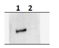 抗-磷酸mTOR（Ser2159）抗体 from rabbit, purified by affinity chromatography