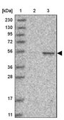 Anti-CCNA2 antibody produced in rabbit Prestige Antibodies® Powered by Atlas Antibodies, affinity isolated antibody, buffered aqueous glycerol solution