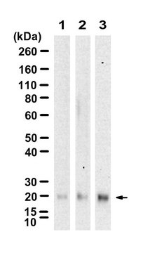 Anti-H-Ras Antibody, clone 3B13 ZooMAb® Rabbit Monoclonal recombinant, expressed in HEK 293 cells