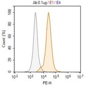 Anti-FasL/CD178 Antibody, clone 2O22 ZooMAb® Rabbit Monoclonal recombinant, expressed in HEK 293 cells