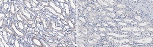 Anti-Integrin αV Antibody, clone 272-17E6 ZooMAb® Mouse Monoclonal recombinant, expressed in HEK 293 cells