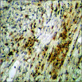 Anti-phospho-HDAC3 (pSer424) antibody produced in rabbit affinity isolated antibody