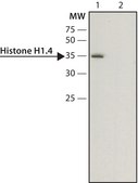 Anti-Histone H1.4 antibody produced in rabbit ~1.0 mg/mL, affinity isolated antibody, buffered aqueous solution